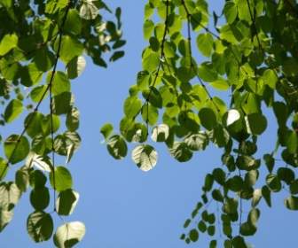 Japanischer Kuchenbaum Blätter Grün