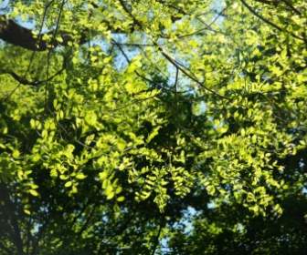 Leaves Green Robinia