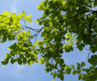Leaves Green Tree