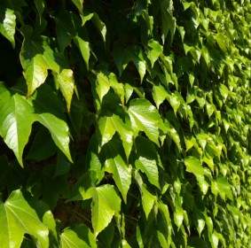 나뭇잎 벽 녹화