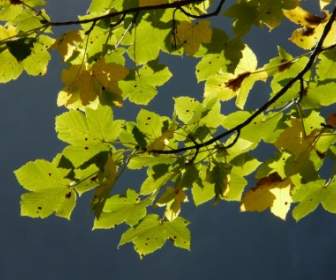 листья горного клена осени