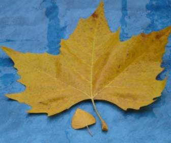 leaves size comparison autumn