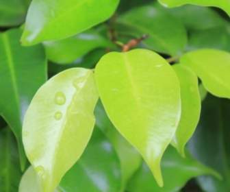 빗방울과 나뭇잎