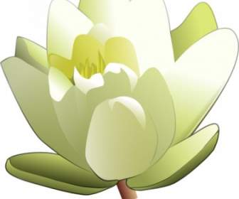 Leland Mcinnes Water Lily Clip Art