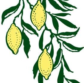 Lemon Branch Clip Art