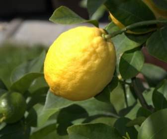 Buah Jeruk Lemon
