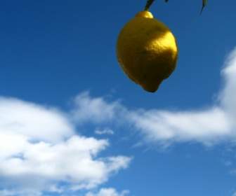 Lemon Citrus Spain