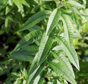 Lemon Verbena Herbs Plant