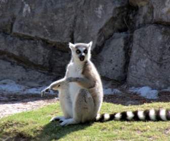 Pukang Lemur Hewan