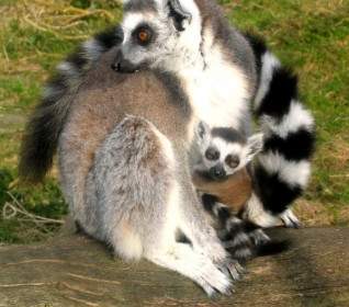 Zwierzęta Pierścień Ogoniasty Lemury