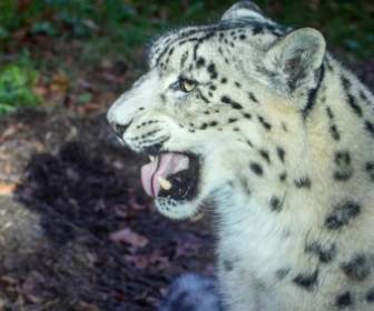 Animali Gatto Leopardo