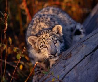 Leopard Cub Tapete Tierbabys Tiere