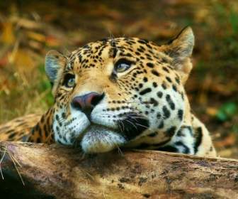 Leopard Daydreaming Wallpaper Big Cats Animals