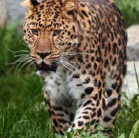 Leopardo Caminando