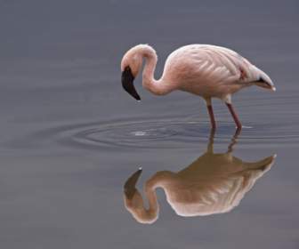 Lesser Flamingo Tapete-Vögel-Tiere