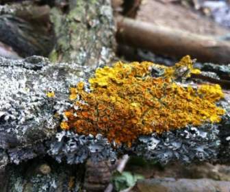 Lichen Nature Branch