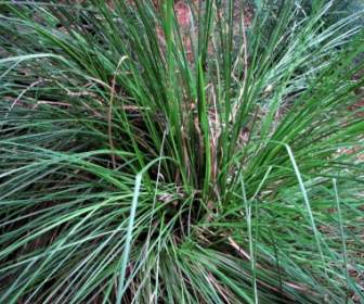 Licorice Grass Grass Horst