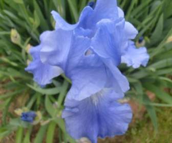 Iris Azul Claro
