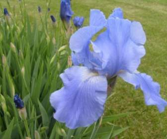 Cahaya Biru Iris