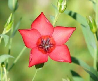 легкие красный красный Lein цветок