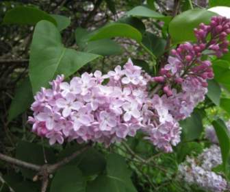 Lilac Branch