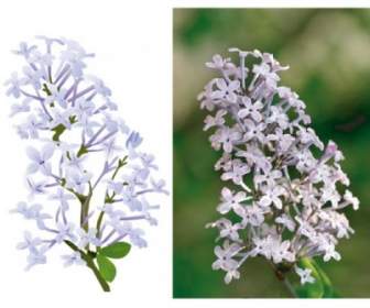 Lilac Vektor Gambar Sendiri