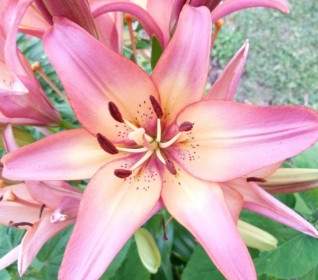 Lilly Blume Pflanze