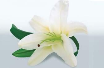 Lily Flower Vector