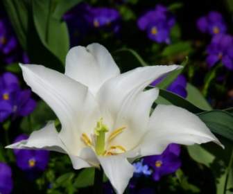 Biały Kwiat Lilia