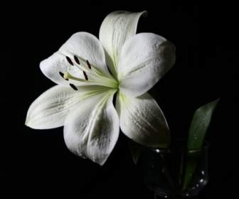 百合花卉白色百合
