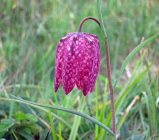 Lily Fritillaria Meleagris Chequered