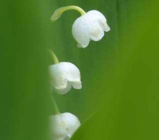 زهرة زنبق الوادي الأبيض