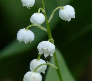 Ландыш цветок белый