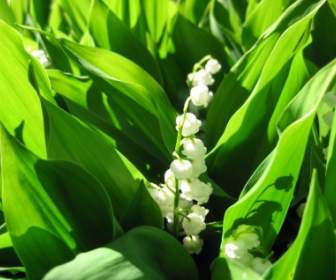 Lily Of The Valley Wallpaper Flowers Nature