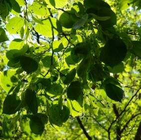 リンデ Lipovina の葉