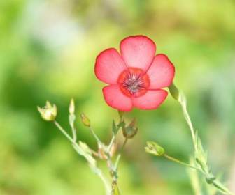 Linum Grandiflorum Roter Lein Blume