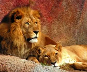 Lion Couple Wallpaper Big Cats Animals