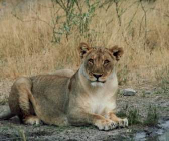 Lion Female Cat