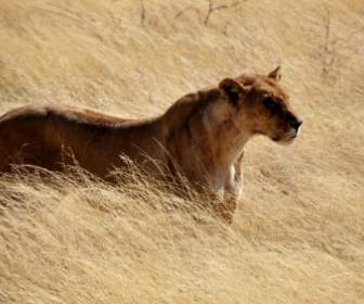 Lion Lioness Wild