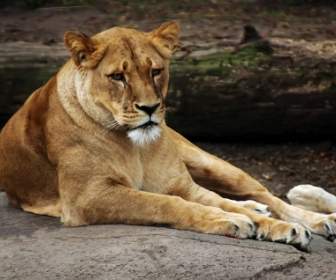 Lioness Wallpaper Big Cats Animals