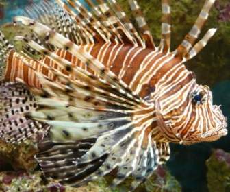 Lionfish 물고기 태평양 Rotfeuerfisch