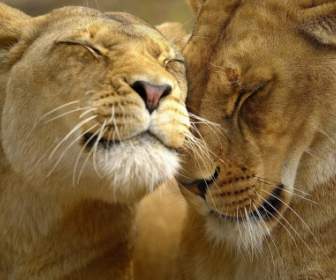 Lions Chez Les Animaux De Gros Chats Amour Fond D'écran