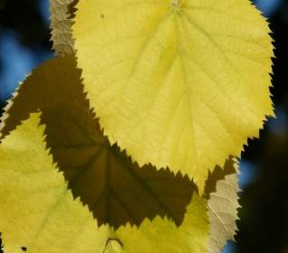 Lipovina の黄色い葉します。