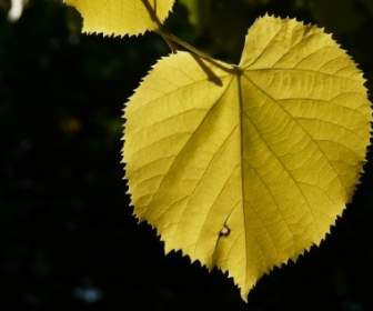 Lipovina Leaves Yellow