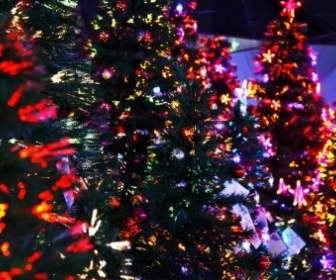 أشجار عيد الميلاد مضاءة