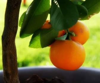 Kleiner Orangenbaum Tapete Pflanzen Natur