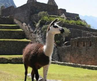 Природа Перу ламы
