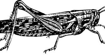 Clipart Locust