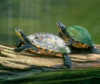 Dziennik Skoki Półwysep Cooter żółwie Tapeta żółwie Zwierząt