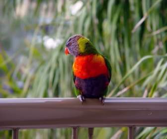 Burung Lorikeet Noosa Queensland Wallpaper Hewan